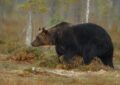 Mesaj Ro-Alert pentru siguranța localnicilor din satele Săliște și Sacalasău