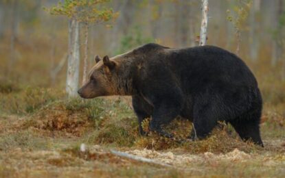 Mesaj Ro-Alert pentru siguranța localnicilor din satele Săliște și Sacalasău